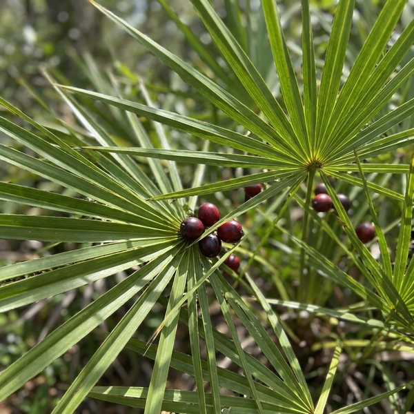 Saw Palmetto