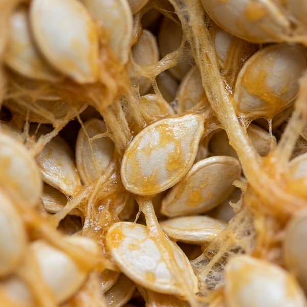Pumpkin Seed Oil